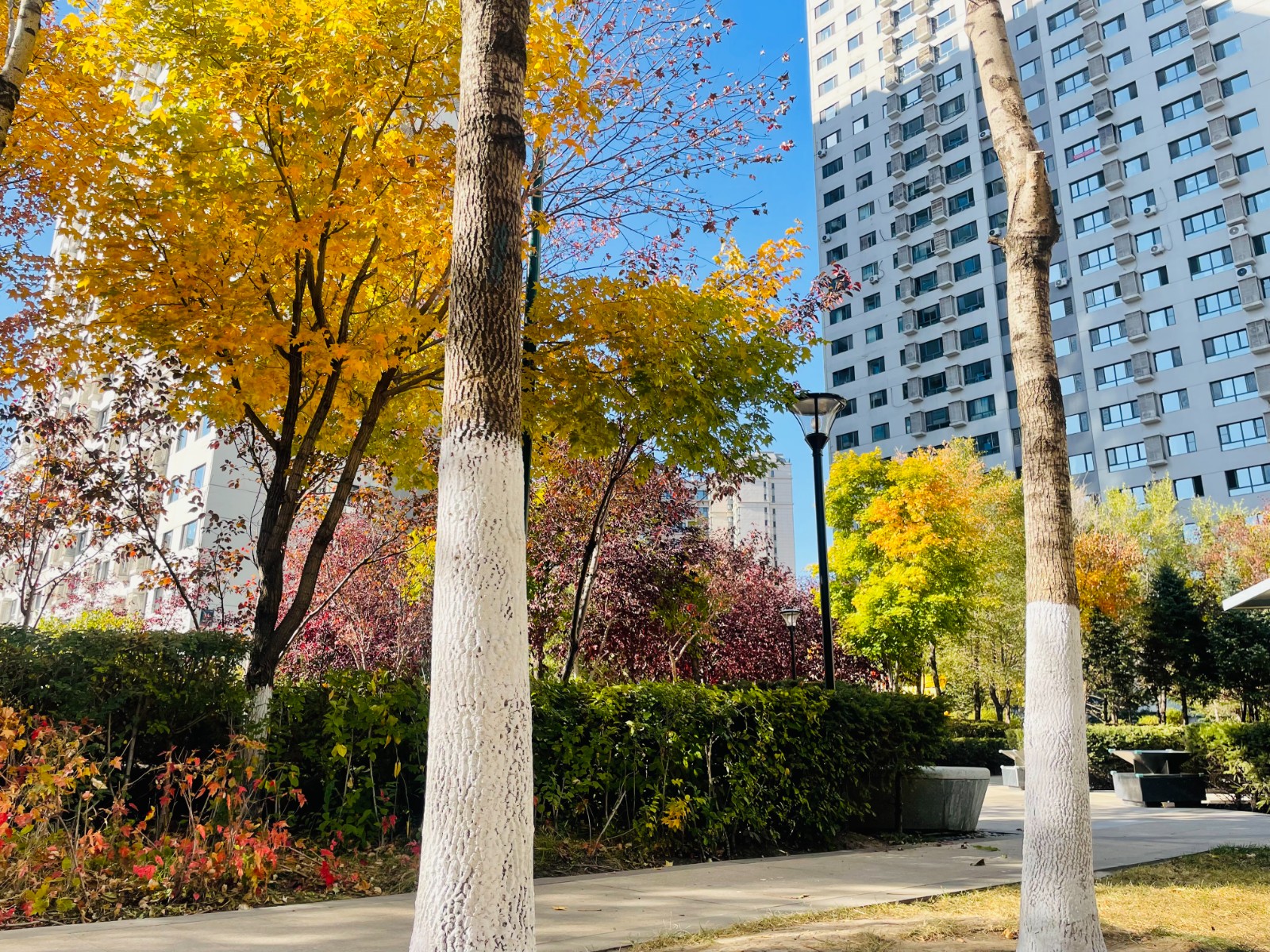 【会员风采】欣汇龙物业｜暖冬行动 护绿越冬  欣汇龙物业秋冬季园林绿化科学养护​
